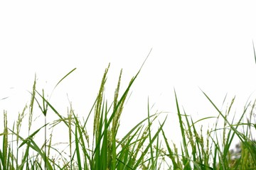 Obraz premium Ear of paddy field, Rice jasmine plant growing in a land on white isolated background