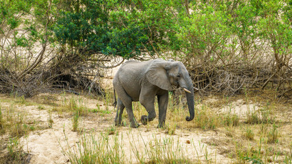 elephant in kruger national park, mpumalanga, south africa 17