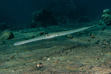 Fish swim in the Red Sea, colorful fish, Eilat Israel