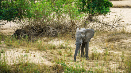 elephant in kruger national park, mpumalanga, south africa 20