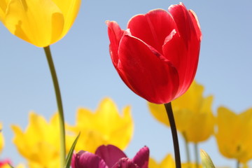 Obraz premium a red tulip closeup and yellow tulips and blue sky in the background in holland in spring