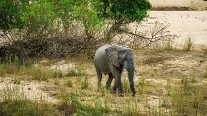 elephant in kruger national park, mpumalanga, south africa 22