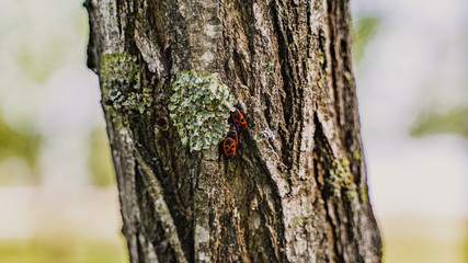three small Boxelder red insects on a tree close up
