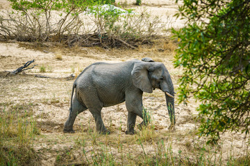 elephant in kruger national park, mpumalanga, south africa 26