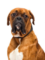 boxer dog looks on isolated on white background