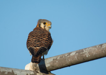 American Kestrel