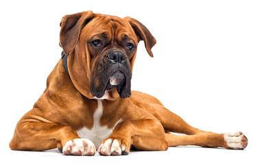 boxer dog looks on isolated on white background