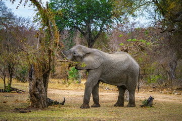 elephant in kruger national park, mpumalanga, south africa 56