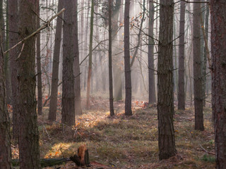 Mglisty poranek w sosnowym lelsie. © boguslavus