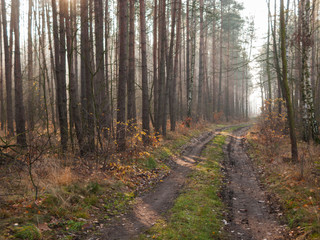 Mglisty poranek w sosnowym lelsie.