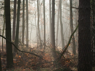 Mglisty poranek w sosnowym lelsie. © boguslavus