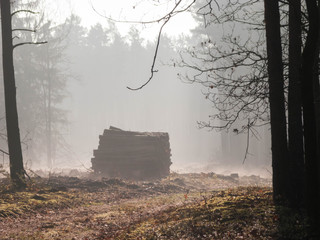 Mglisty poranek w sosnowym lelsie. © boguslavus