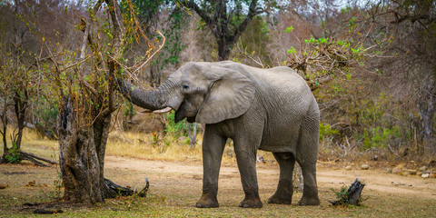 elephant in kruger national park, mpumalanga, south africa 68