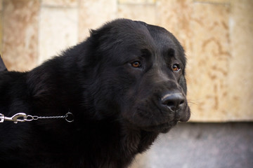 Beautiful black and white alabai central Asian shepherd dog