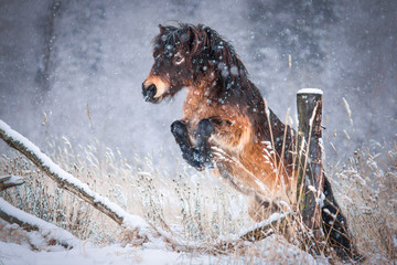 Portrait of a pony in winter forest.