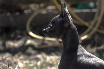 a tiny chihuahua on a grassy hill