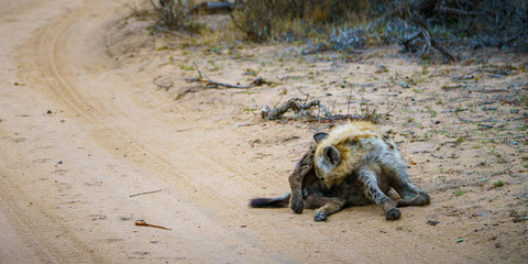 hyena in kruger national park, mpumalanga, south africa 29