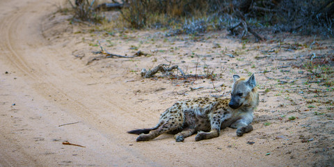 hyena in kruger national park, mpumalanga, south africa 37