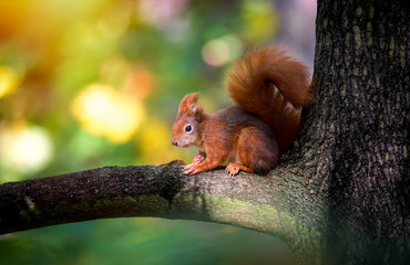 Obraz premium Squirrel sitting in the autumn park sunshine autumn colors on a branch.