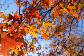 Yellow and red leaves on tree branches on a sunny November day in a Texas park.