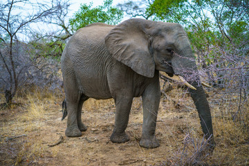 elephant in kruger national park, mpumalanga, south africa 35