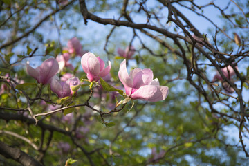 Branches of a blooming magnolia tree against a blue sky