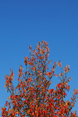 arbre automne 