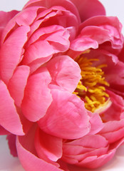 Beautiful pale pink Peonie flowers on white background