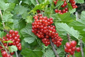 On the bush berries are ripe redcurrant