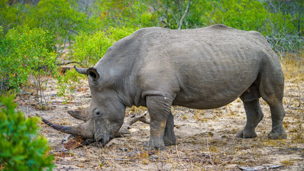 white rhino in kruger national park, mpumalanga, south africa 29