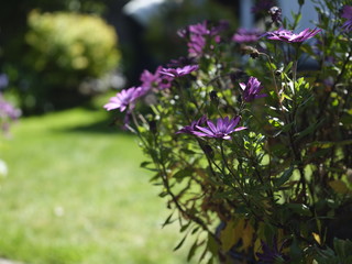 Purple flowers 