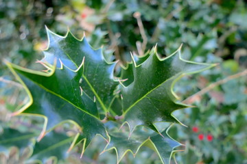 Ilex Beeren und Blätter