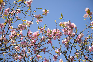 Branches of a blooming magnolia tree against a blue sky