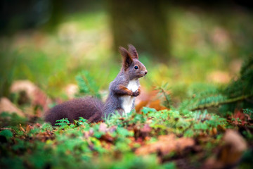 Naklejka na ściany i meble Squirrel sitting in the autumn park sunshine autumn colors
