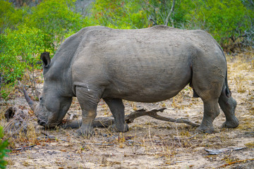 white rhino in kruger national park, mpumalanga, south africa 44