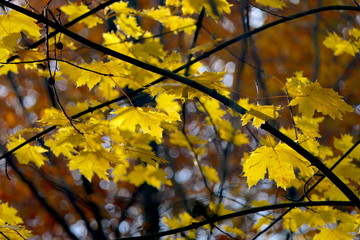 Herbstlaub gefärbte Blätter