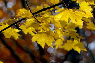 Naklejka na ściany i meble Herbstlaub gefärbte Blätter