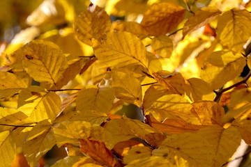 Herbstlaub gefärbte Blätter
