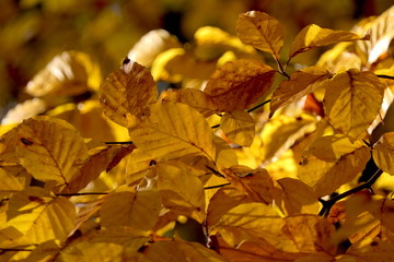 Herbstlaub gefärbte Blätter