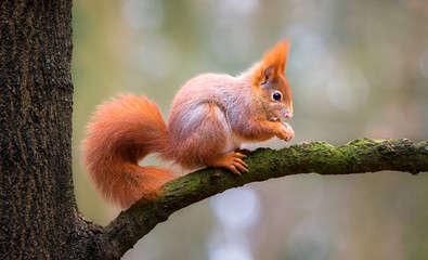 Obraz premium Squirrel sitting in the autumn park sunshine autumn colors on a branch.