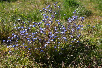 Blooming wood forget-me-not ( Myosotis sylvatica ) with blue blossoms on a meadow