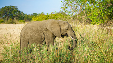 Obraz na płótnie Canvas elephant in kruger national park, mpumalanga, south africa 17