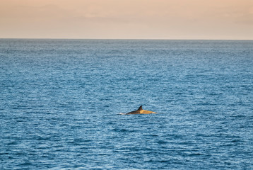 Killer whale, antartic subespecies,Antartic.