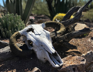 Bull skull with horns laying on the ground