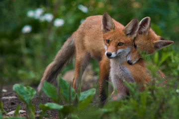 Naklejka na ściany i meble Red fox cub cuddle with mother fox