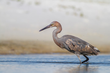 Reddish Egret (Egretta rufescens) stalking a fish - Pinellas County, Florida