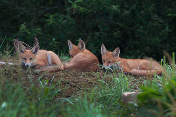 three red foxes that are next to each other