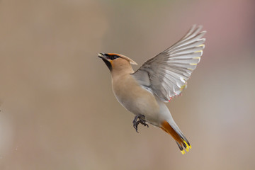 Bohemian Waxwing (Bombycilla garrulus)