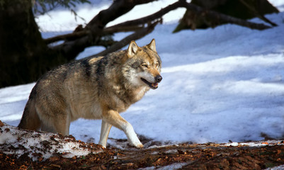 A lone Timber wolf or Grey Wolf Canis lupus walking in the falling winter snow Bayerischer Wald