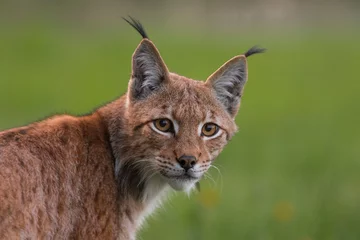 Papier peint photo  Lynx lynx wildlife Slovakia  © Ivan